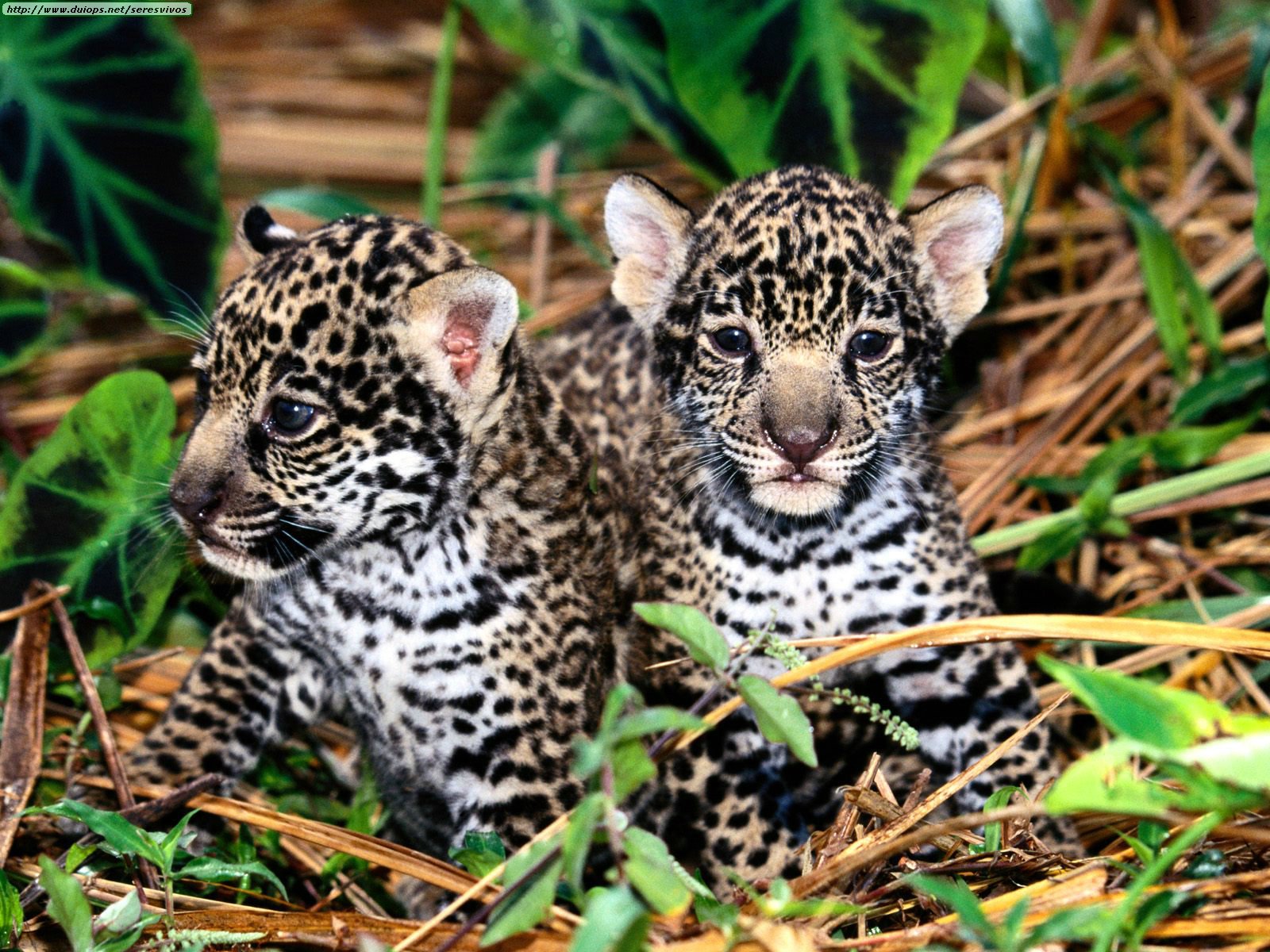 Leopards, cheetahs and jaguars photos (II)